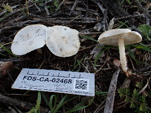 ( - FDS-CA-02468)  @11 [ ] by-nc (2025) Jaren Hockert Fungal Diversity Survey