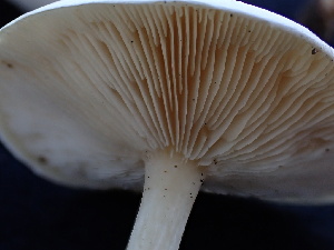  ( - FDS-CA-02468)  @11 [ ] by-nc (2025) Jaren Hockert Fungal Diversity Survey
