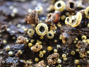  ( - FDS-CA-07483)  @11 [ ] by-nc (2025) Dean Lyons Fungal Diversity Survey