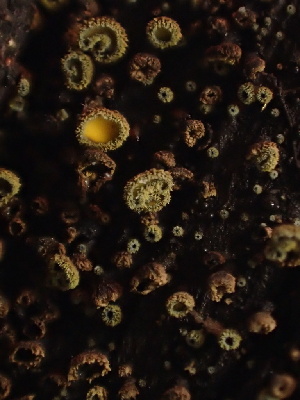  ( - FDS-CA-07483)  @11 [ ] by-nc (2025) Dean Lyons Fungal Diversity Survey