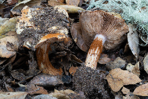  (Calonarius sp. CA-04 - FDS-CA-08474)  @11 [ ] by-nc (2025) Dean Lyons Fungal Diversity Survey