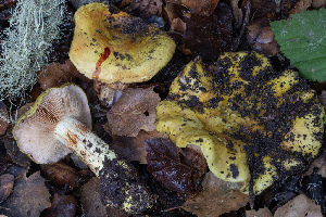 ( - FDS-CA-08412)  @11 [ ] by-nc (2025) Dean Lyons Fungal Diversity Survey