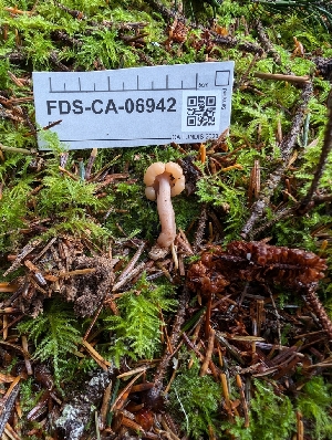  ( - FDS-CA-06942)  @11 [ ] by-nc (2024) Stu Pickell Fungal Diversity Survey