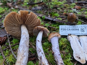  ( - FDS-CA-06944)  @11 [ ] by-nc (2024) Stu Pickell Fungal Diversity Survey