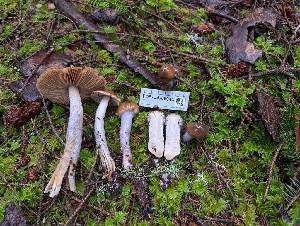  ( - FDS-CA-06944)  @11 [ ] by-nc (2024) Stu Pickell Fungal Diversity Survey
