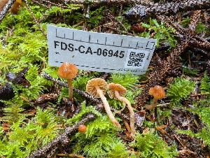  ( - FDS-CA-06945)  @11 [ ] by-nc (2024) Stu Pickell Fungal Diversity Survey