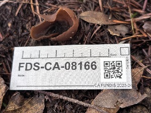  ( - FDS-CA-08166)  @11 [ ] by-nc (2025) Damon Tighe Fungal Diversity Survey