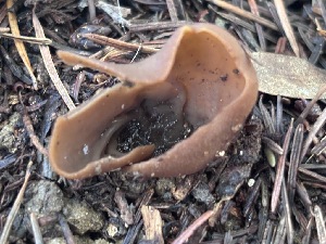  ( - FDS-CA-08166)  @11 [ ] by-nc (2025) Damon Tighe Fungal Diversity Survey