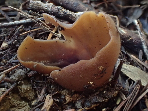  ( - FDS-CA-08166)  @11 [ ] by-nc (2025) Damon Tighe Fungal Diversity Survey