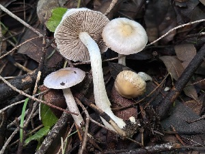  ( - FDS-CA-08168)  @11 [ ] by-nc (2025) Damon Tighe Fungal Diversity Survey