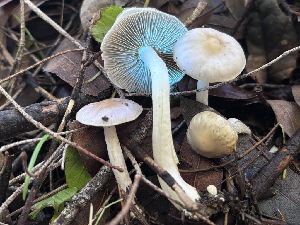  ( - FDS-CA-08168)  @11 [ ] by-nc (2025) Damon Tighe Fungal Diversity Survey
