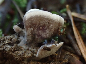  (Thelephora sp. palmata-PNW01 - FDS-CA-08169)  @11 [ ] by-nc (2025) Damon Tighe Fungal Diversity Survey