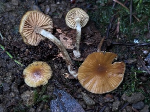  ( - FDS-CA-08173)  @11 [ ] by-nc (2025) Damon Tighe Fungal Diversity Survey
