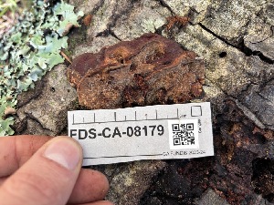  ( - FDS-CA-08179)  @11 [ ] by-nc (2025) Damon Tighe Fungal Diversity Survey