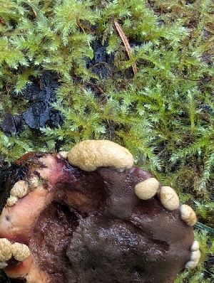  ( - FDS-CA-06956)  @11 [ ] by-nc (2024) Stu Pickell Fungal Diversity Survey