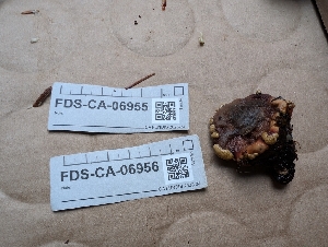 ( - FDS-CA-06956)  @11 [ ] by-nc (2024) Stu Pickell Fungal Diversity Survey