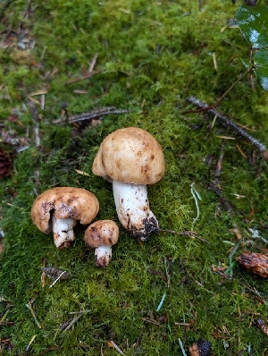  (Russula sp. Woo4a - FDS-CA-06957)  @11 [ ] by-nc (2024) Stu Pickell Fungal Diversity Survey