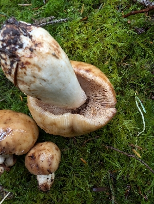  ( - FDS-CA-06957)  @11 [ ] by-nc (2024) Stu Pickell Fungal Diversity Survey