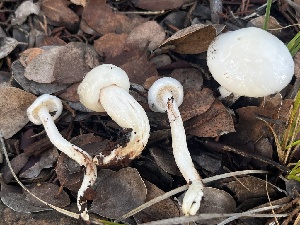  ( - FDS-CA-08575)  @11 [ ] by-nc (2025) Dean Lyons Fungal Diversity Survey