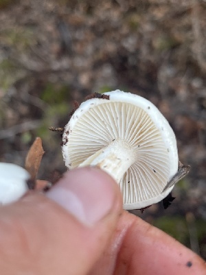  ( - FDS-CA-08575)  @11 [ ] by-nc (2025) Dean Lyons Fungal Diversity Survey