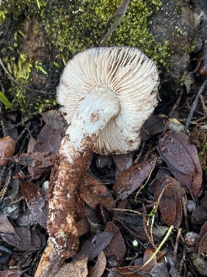 ( - FDS-CA-08574)  @11 [ ] by-nc (2025) Dean Lyons Fungal Diversity Survey