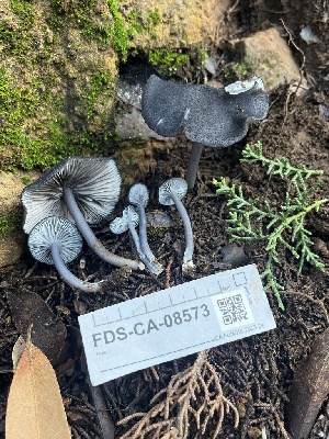  ( - FDS-CA-08573)  @11 [ ] by-nc (2025) Dean Lyons Fungal Diversity Survey
