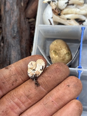  ( - FDS-CA-08571)  @11 [ ] by-nc (2025) Dean Lyons Fungal Diversity Survey