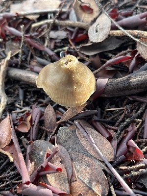  ( - FDS-CA-08414)  @11 [ ] by-nc (2025) Dean Lyons Fungal Diversity Survey