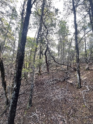  ( - FDS-CA-08414)  @11 [ ] by-nc (2025) Dean Lyons Fungal Diversity Survey