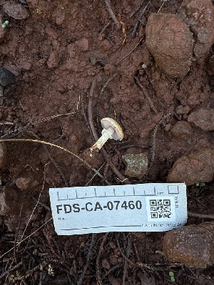  ( - FDS-CA-07460)  @11 [ ] by (2025) Justin Paulin Fungal Diversity Survey