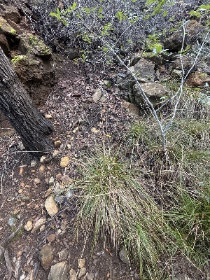  ( - FDS-CA-07461)  @11 [ ] by (2025) Justin Paulin Fungal Diversity Survey