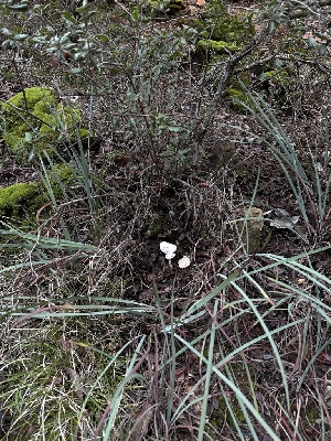  ( - FDS-CA-06674)  @11 [ ] by (2025) Justin Paulin Fungal Diversity Survey