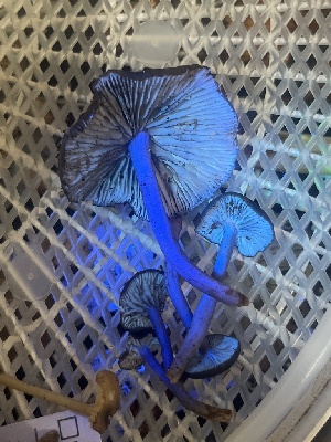  ( - FDS-CA-08573)  @11 [ ] by-nc (2025) Dean Lyons Fungal Diversity Survey
