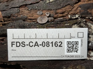  ( - FDS-CA-08162)  @11 [ ] by-nc (2025) Damon Tighe Fungal Diversity Survey