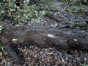  ( - FDS-CA-08162)  @11 [ ] by-nc (2025) Damon Tighe Fungal Diversity Survey