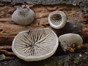  ( - FDS-CA-08162)  @11 [ ] by-nc (2025) Damon Tighe Fungal Diversity Survey
