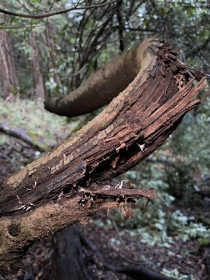  ( - FDS-CA-08163)  @11 [ ] by-nc (2025) Damon Tighe Fungal Diversity Survey