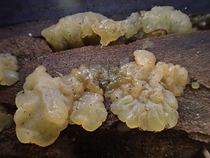  ( - FDS-CA-08163)  @11 [ ] by-nc (2025) Damon Tighe Fungal Diversity Survey