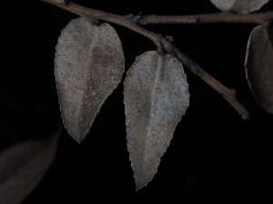  ( - FDS-CA-08164)  @11 [ ] by-nc (2025) Damon Tighe Fungal Diversity Survey