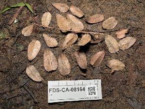  ( - FDS-CA-08164)  @11 [ ] by-nc (2025) Damon Tighe Fungal Diversity Survey