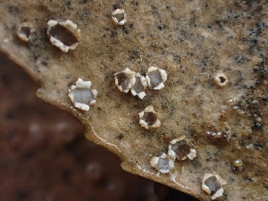  (Stictis - FDS-CA-08164)  @11 [ ] by-nc (2025) Damon Tighe Fungal Diversity Survey