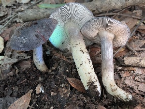  (Entoloma sp. bloxamii-CA01 - FDS-CA-08192)  @11 [ ] by-nc (2025) Damon Tighe Fungal Diversity Survey