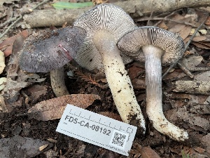  ( - FDS-CA-08192)  @11 [ ] by-nc (2025) Damon Tighe Fungal Diversity Survey