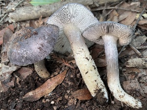  ( - FDS-CA-08192)  @11 [ ] by-nc (2025) Damon Tighe Fungal Diversity Survey