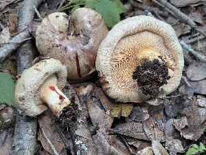  ( - FDS-CA-08194)  @11 [ ] by-nc (2025) Damon Tighe Fungal Diversity Survey