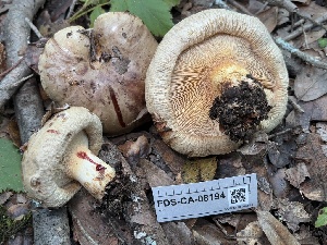  ( - FDS-CA-08194)  @11 [ ] by-nc (2025) Damon Tighe Fungal Diversity Survey