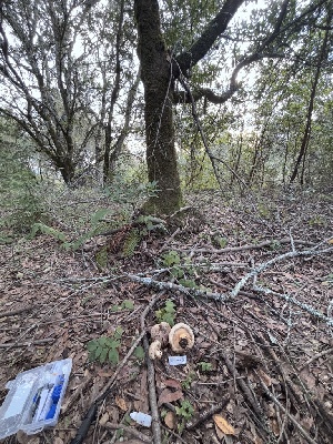  ( - FDS-CA-08194)  @11 [ ] by-nc (2025) Damon Tighe Fungal Diversity Survey
