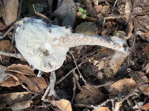 (Mortierellales - FDS-CA-08195)  @11 [ ] by-nc (2025) Damon Tighe Fungal Diversity Survey