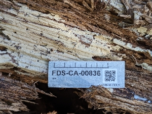  ( - FDS-CA-00836)  @11 [ ] by-nc (2024) Warren Cardimona Fungal Diversity Survey