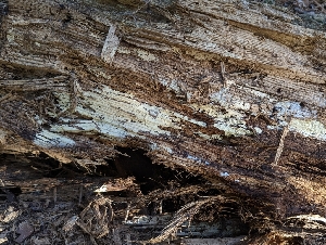  ( - FDS-CA-00836)  @11 [ ] by-nc (2024) Warren Cardimona Fungal Diversity Survey